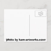 Carte Postale Buse à peau claire en vol (Dos)