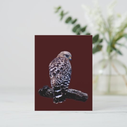 Carte Postale Buse à queue courte (Debout devant)