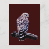 Carte Postale Buse à queue courte (Devant)
