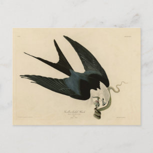 Carte Postale Buse à queue d'hirondelle - Les Oiseaux d'Amérique