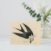 Carte Postale Buse à queue d'hirondelle - Les Oiseaux d'Amérique (Debout devant)