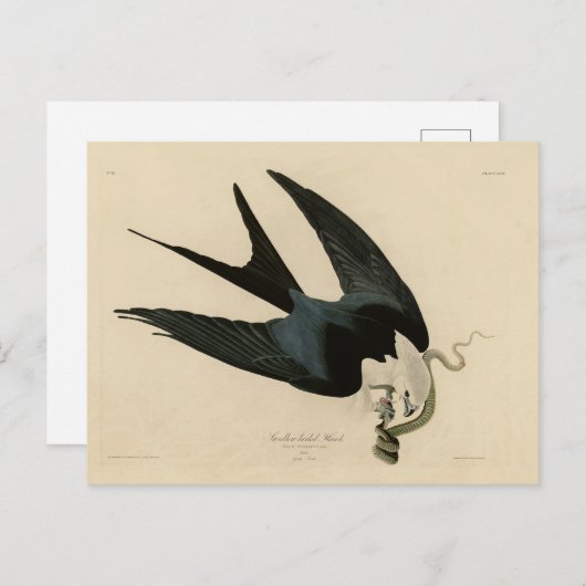 Carte Postale Buse à queue d'hirondelle - Les Oiseaux d'Amérique (Devant / Derrière)
