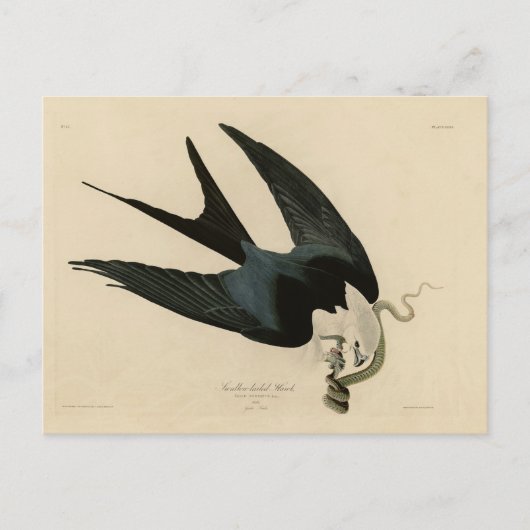 Carte Postale Buse à queue d'hirondelle - Les Oiseaux d'Amérique (Devant)