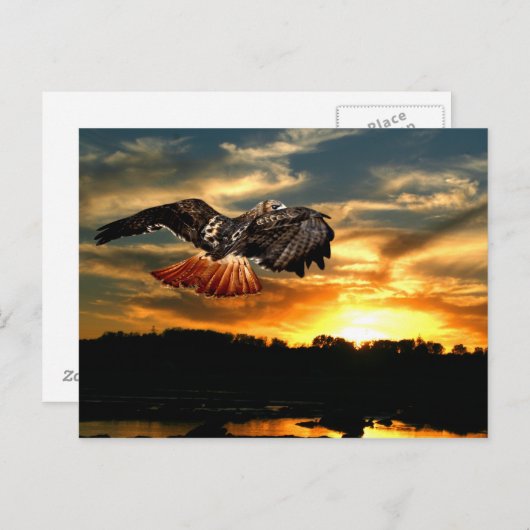 Carte Postale Buse à queue rouge (Devant / Derrière)