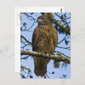 Carte Postale Buse à queue rouge (Devant / Derrière)
