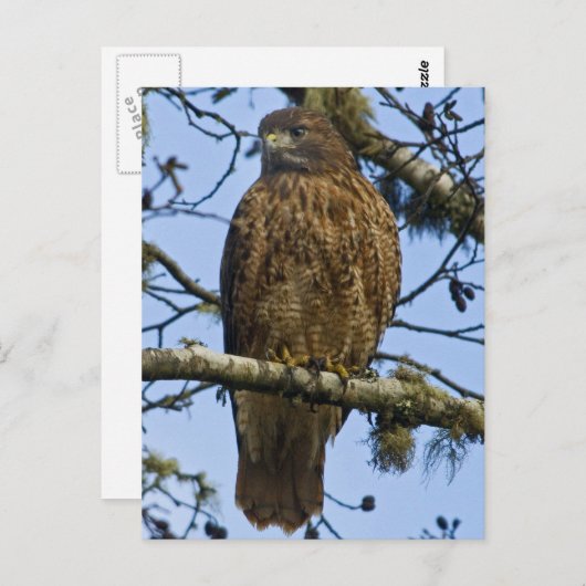 Carte Postale Buse à queue rouge (Devant / Derrière)