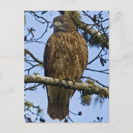 Carte Postale Buse à queue rouge (Devant)