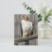 Carte Postale Buse à queue rouge (Debout devant)