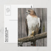 Carte Postale Buse à queue rouge (Devant / Derrière)