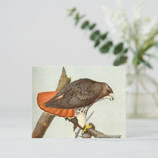 Carte Postale Buse à queue rouge (Debout devant)