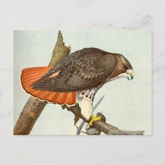 Carte Postale Buse à queue rouge (Devant)