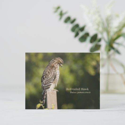 Carte Postale Buse à queue rouge (Debout devant)