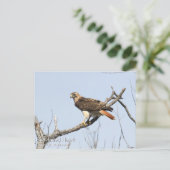 Carte Postale Buse à queue rouge (Debout devant)