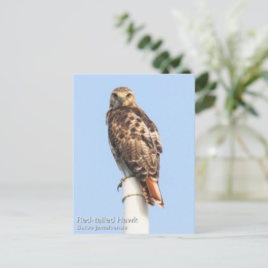 Carte Postale Buse à queue rouge (Debout devant)