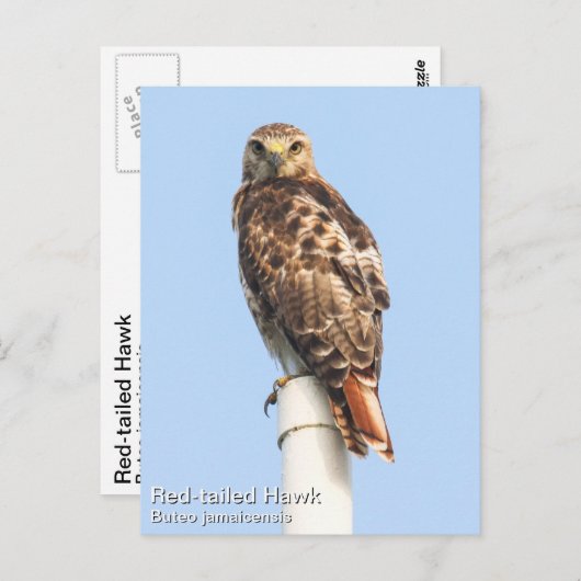 Carte Postale Buse à queue rouge (Devant / Derrière)