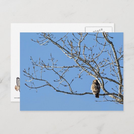 Carte Postale Buse à queue rouge (Devant / Derrière)