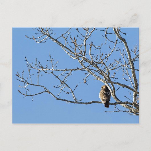 Carte Postale Buse à queue rouge (Devant)