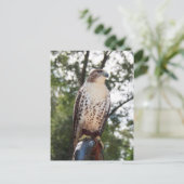 Carte Postale Buse à queue rouge (Debout devant)