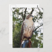 Carte Postale Buse à queue rouge (Devant / Derrière)