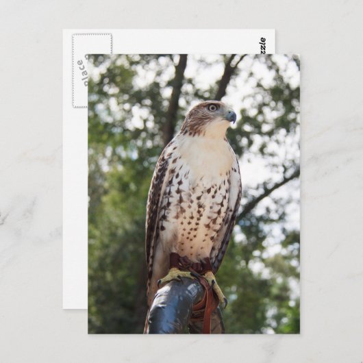 Carte Postale Buse à queue rouge (Devant / Derrière)