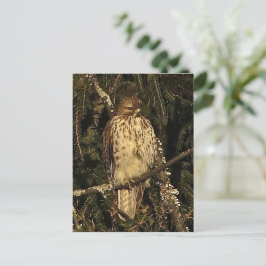 Carte Postale Buse à queue rouge (Debout devant)