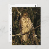 Carte Postale Buse à queue rouge (Devant / Derrière)