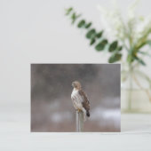 Carte Postale Buse à queue rouge dans la vallée de l'Hudson (Debout devant)