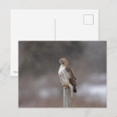 Carte Postale Buse à queue rouge dans la vallée de l'Hudson (Devant / Derrière)