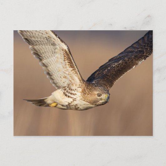 Carte Postale Buse à queue rouge dans la vallée de l'Hudson (Devant)