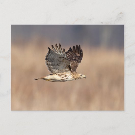 Carte Postale Buse à queue rouge dans la vallée de l'Hudson (Devant)