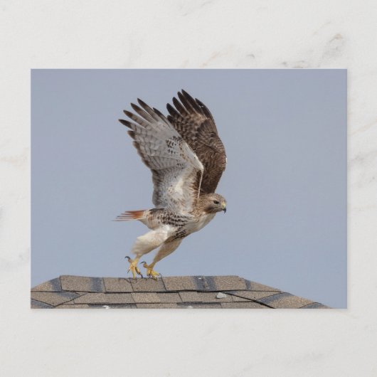 Carte Postale Buse à queue rouge dans la vallée de l'Hudson (Devant)