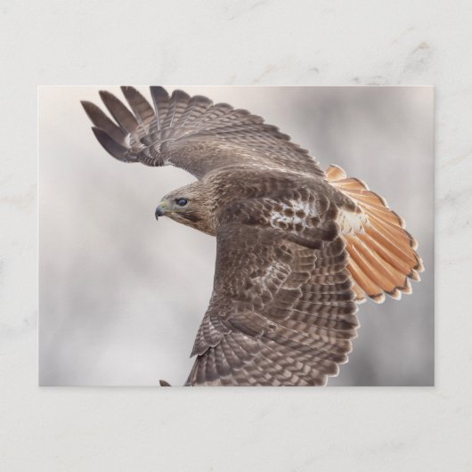 Carte Postale Buse à queue rouge dans la vallée de l'Hudson (Devant)