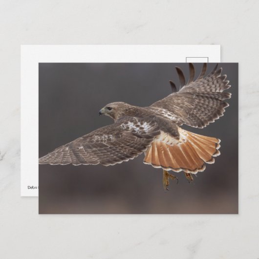 Carte Postale Buse à queue rouge dans la vallée de l'Hudson (Devant / Derrière)