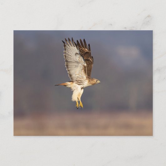 Carte Postale Buse à queue rouge dans la vallée de l'Hudson (Devant)