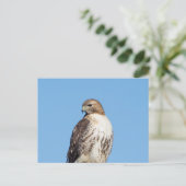 Carte Postale Buse à queue rouge dans la vallée de l'Hudson (Debout devant)