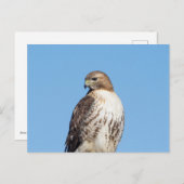 Carte Postale Buse à queue rouge dans la vallée de l'Hudson (Devant / Derrière)