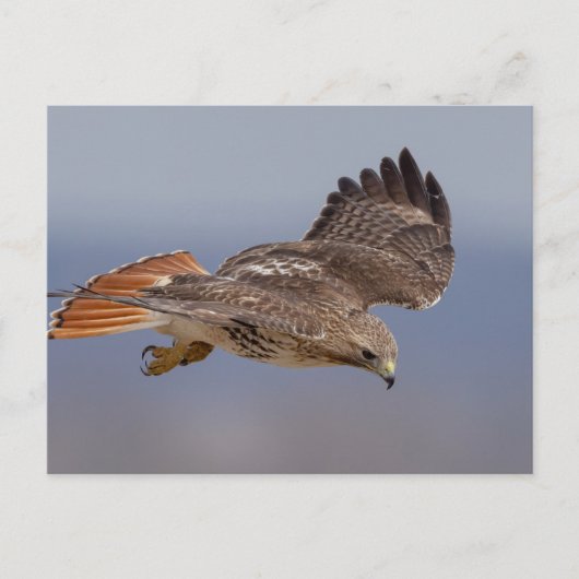 Carte Postale Buse à queue rouge dans la vallée de l'Hudson (Devant)