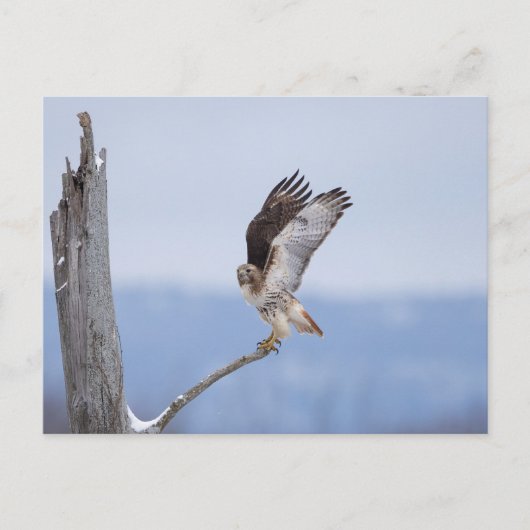 Carte Postale Buse à queue rouge dans la vallée de l'Hudson (Devant)