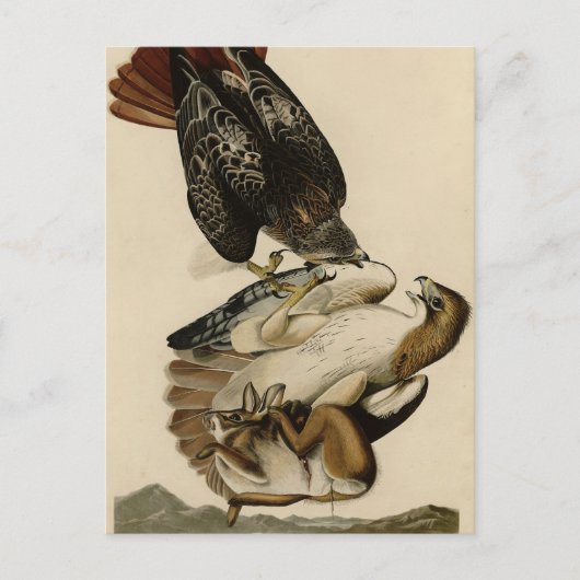 Carte Postale Buse à queue rouge des oiseaux d'Amérique d'Audubo (Devant)