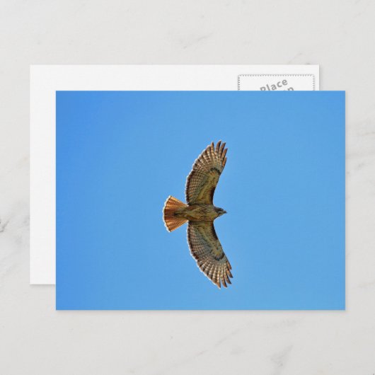 Carte Postale Buse à queue rouge en vol (Devant / Derrière)