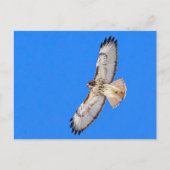 Carte Postale Buse à queue rouge en vol (Devant)