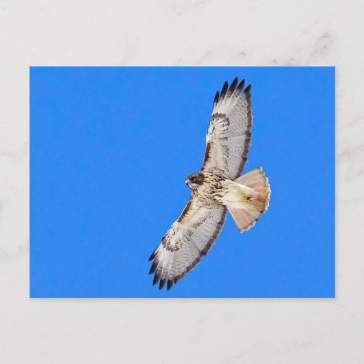 Carte Postale Buse à queue rouge en vol (Devant)