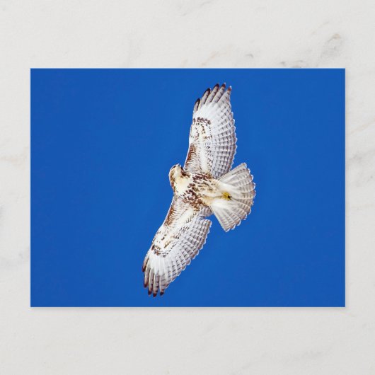 Carte Postale Buse à queue rouge en vol (Devant)