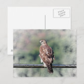 Carte Postale Buse à queue rouge immature (Devant / Derrière)