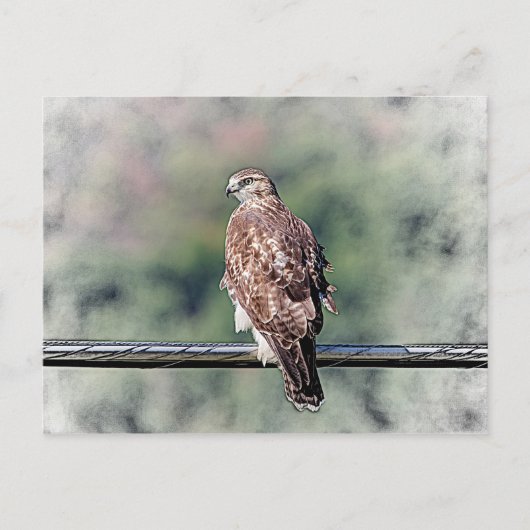 Carte Postale Buse à queue rouge immature (Devant)