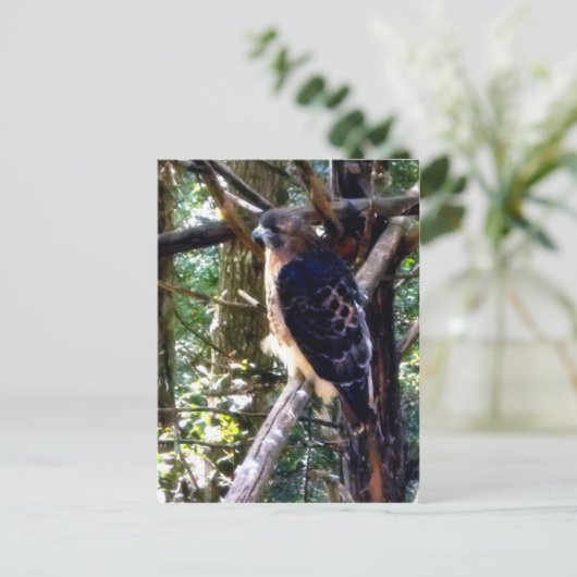 Carte Postale Buse à queue rouge sur branche (Debout devant)