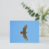 Carte Postale Buse à queue rousse (Debout devant)