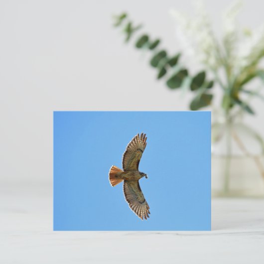 Carte Postale Buse à queue rousse (Debout devant)