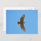 Carte Postale Buse à queue rousse (Devant / Derrière)