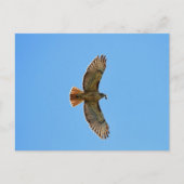 Carte Postale Buse à queue rousse (Devant)